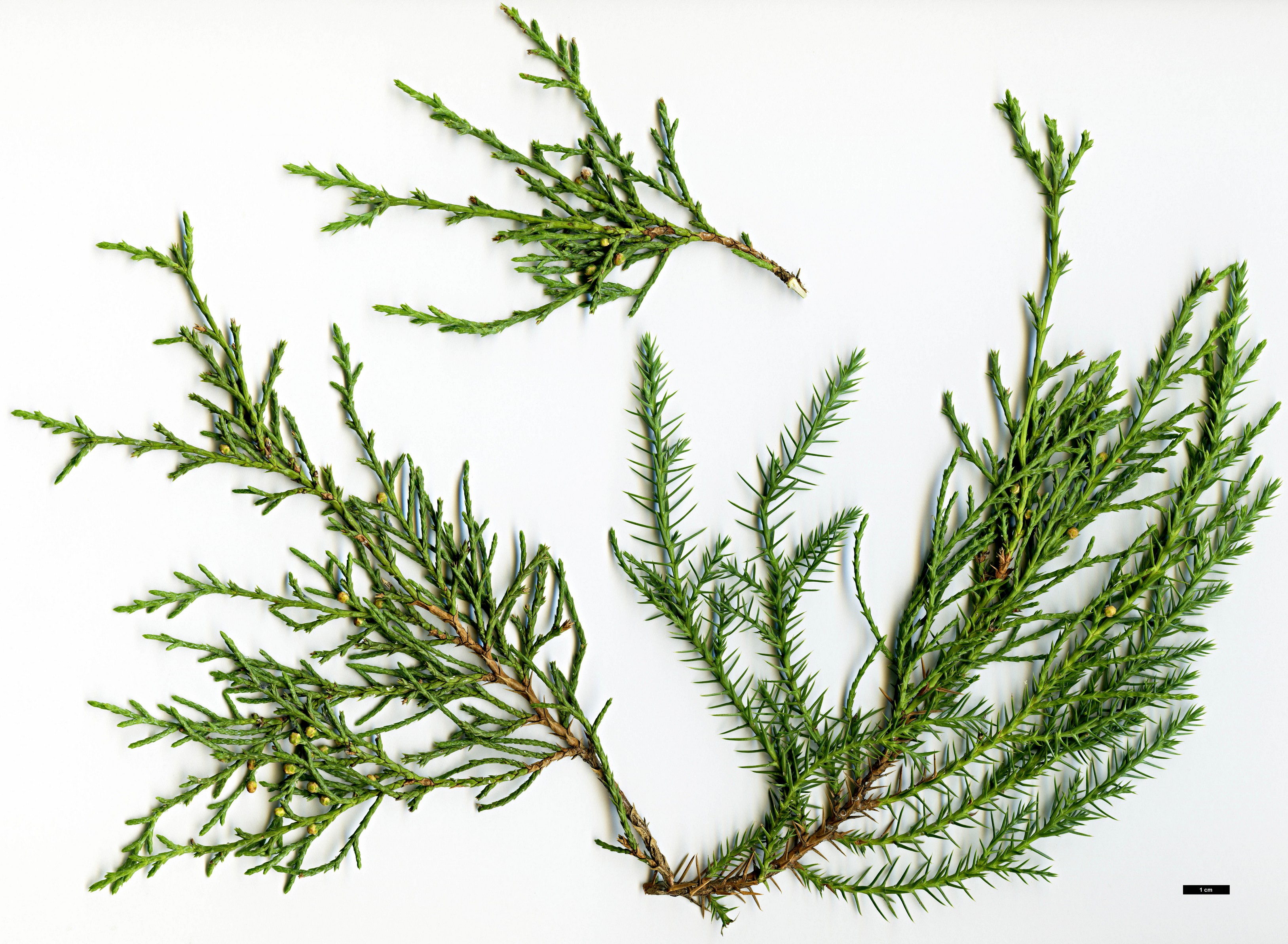 High resolution image: Family: Cupressaceae - Genus: Juniperus - Taxon: polycarpos var. seravschanica High resolution image: Family: Cupressaceae - Genus: Juniperus - Taxon: polycarpos var. seravschanica